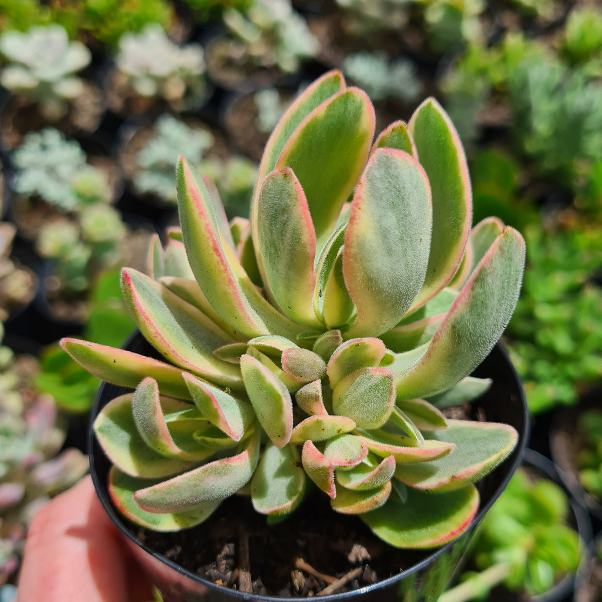 Crassula 'Money Maker' variegated – Bendigo Succulents