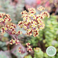 Crassula perforata - hanging form