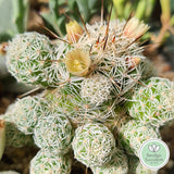 Thimble Cactus (Mammillaria gracilis)