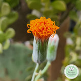 Kleinia petraea (Senecio jacobsenii)