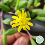 Othonna capensis ‘Ruby Necklace’ flower