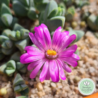 Braunsia maximiliani flower