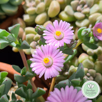 Oscularia caulescens (50mm pot)