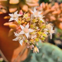 Graptosedum ‘Pat's Pink’ (50mm pot)