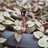 Ceropegia woodii 'Chain of Hearts' flowers