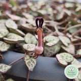 Ceropegia woodii 'Chain of Hearts' flowers