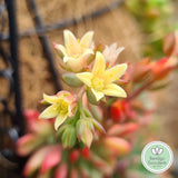 Sedeveria 'Darley Dale' flower