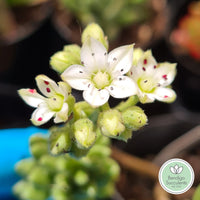 Sedum hirsutum ssp baeticum