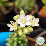 Sedum hirsutum ssp. baeticum (50mm pot)