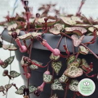 Ceropegia woodii 'Chain of Hearts' flower