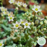 Sedum dasyphyllum var. glanduliferum