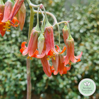 Cotyledon 'White Sprite' flower 