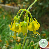 Cotyledon campanulata flower