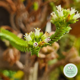 Crassula ericoides (50mm pot)