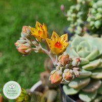 Graptoveria titubans flowers