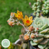 Graptoveria titubans flowers