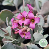 Kalanchoe pumila