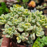 Echeveria macdougallii sedoides variegata aka Sedum 'Jelly Bean Mickey' (limit x1 per order)