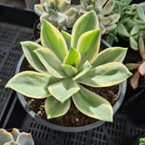 Graptoveria 'Fred Ives' white variegation (limit x1 per order)