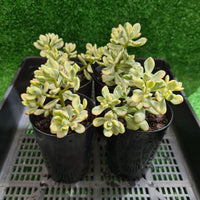 Echeveria macdougallii sedoides variegata aka Sedum 'Jelly Bean Mickey' (limit x1 per order)