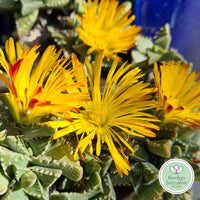 Faucaria tuberculosa