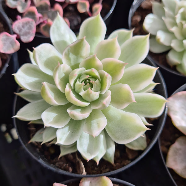 Graptoveria 'Margaret Reppin' variegated (also sold as E. 'halbingeri' variegated) (limit x2 per order)