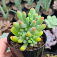 Sedum pachyphyllum ‘Blue Jelly Beans’