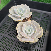 Echeveria lilacina monstrose