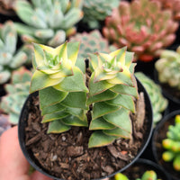 Crassula 'Southern Cross'