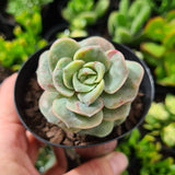 Graptoveria 'Lovely Rose' red monstrose (limit x1 per order)