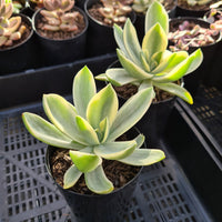 Graptoveria 'Fred Ives' white variegation (limit x1 per order)