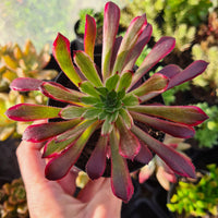 Aeonium ‘Inferno’