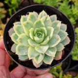 Echeveria 'Rose Queen' silk variegation (limit x1 per order)