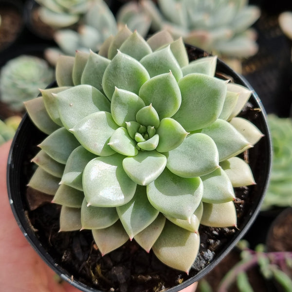 Graptopetalum 'Hermes'