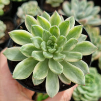 Echeveria 'Emerald' variegated (limit x1 per order)