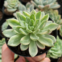 Echeveria 'Emerald' variegated (limit x1 per order)