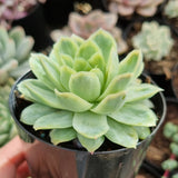 Echeveria 'Rose Queen' silk variegation (limit x1 per order)