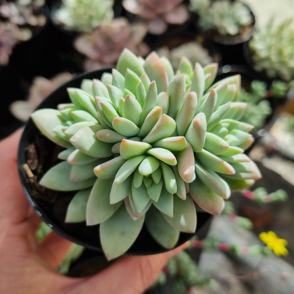 Sedeveria 'Rime Ice'