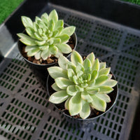 Echeveria 'Emerald' variegated (limit x1 per order)