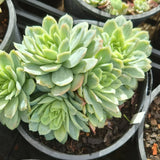 Echeveria 'Rose Queen' silk variegation (limit x1 per order)