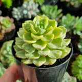 Sedeveria Letizia variegated *some marks* (limit x1 per order)