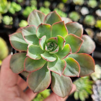 Echeveria bicolor