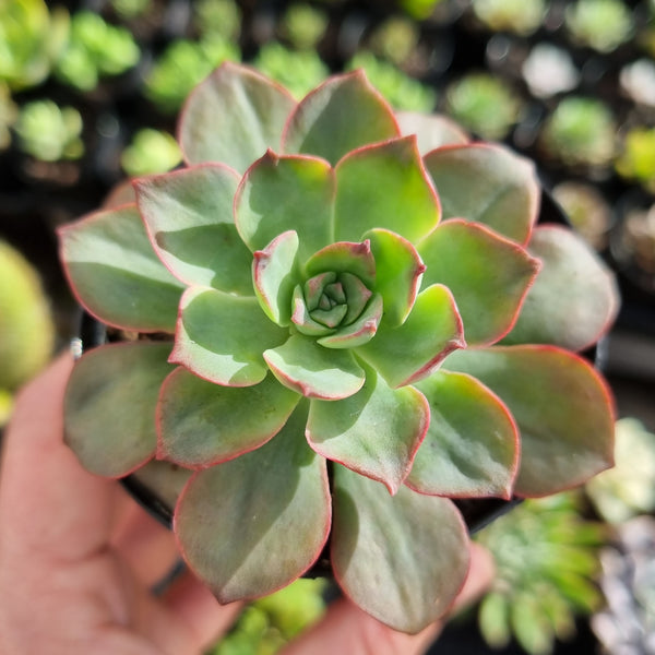 Echeveria bicolor