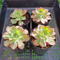 Echeveria bicolor