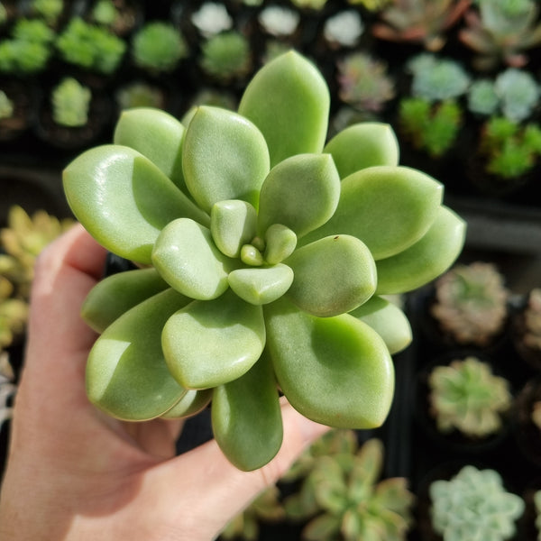 Graptoveria ‘Avant Garde’