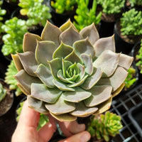 Echeveria 'Linda Jean'