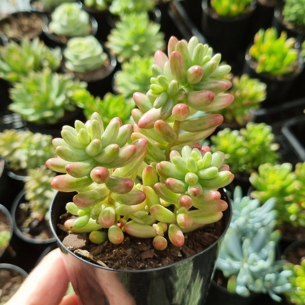 Sedum 'Aurora' Silk Variegation (limit x2 per order)