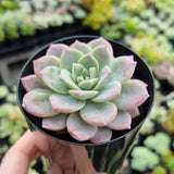 Graptoveria 'Milky Way'