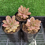 Graptosedum 'Bronze Delight' variegated (limit x1 per order)