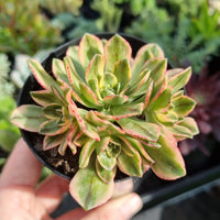 Aeonium 'Green Tea' variegated form of 'Bronze Medal' (limit x1 per order)